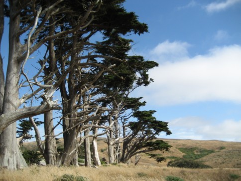 point-reyes-trees